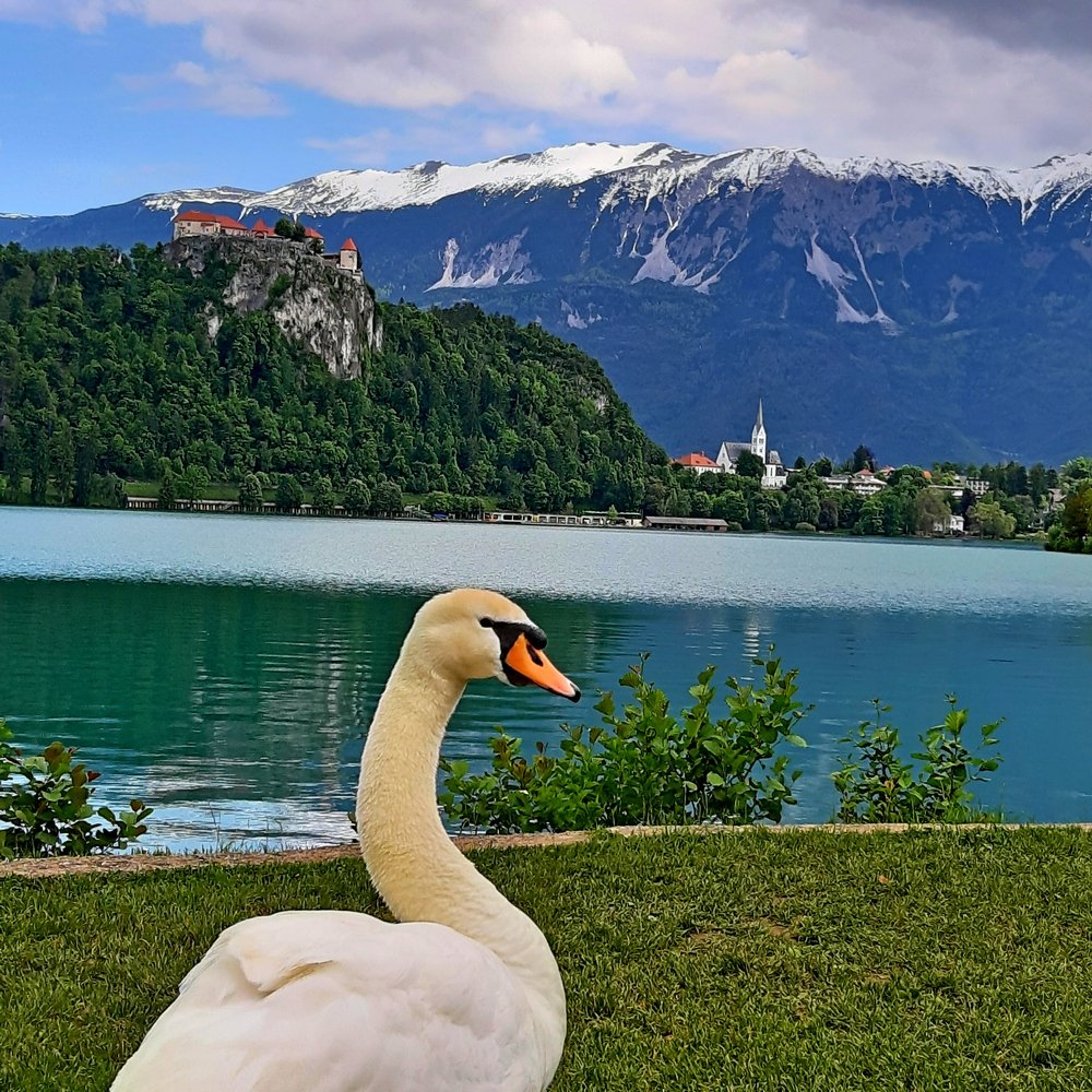 Bled lake swan and Alps